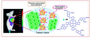 Graphical abstract: A non-aggregated and tumour-associated macrophage-targeted photosensitiser for photodynamic therapy: a novel zinc(ii) phthalocyanine containing octa-sulphonates