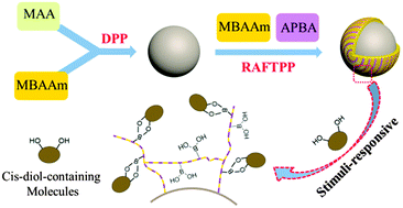Graphical abstract: An efficient approach to prepare boronate core–shell polymer nanoparticles for glycoprotein recognition via combined distillation precipitation polymerization and RAFT media precipitation polymerization