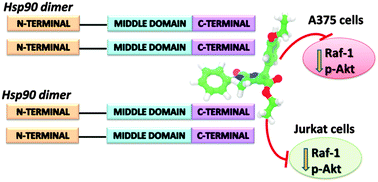 Graphical abstract: Targeting the Hsp90 C-terminal domain by the chemically accessible dihydropyrimidinone scaffold