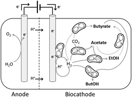 Graphical abstract: Microbial electrosynthesis of butyrate from carbon dioxide