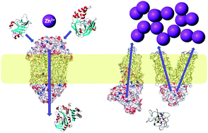 Graphical abstract: Advances in the molecular understanding of biological zinc transport