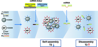 Graphical abstract: A self-assembling magnetic resonance beacon for the detection of microRNA-1