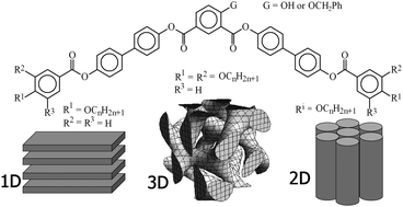 Graphical abstract: 1D, 2D and 3D liquid crystalline phases formed by bent-core mesogens