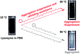 Graphical abstract: Protein stabilization by an amphiphilic short monodisperse oligo(ethylene glycol)