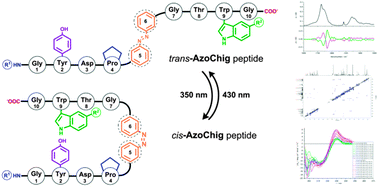 Graphical abstract: Photocontrolled chignolin-derived β-hairpin peptidomimetics