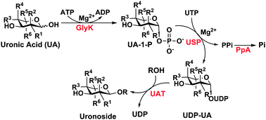 Graphical abstract: Improved one-pot multienzyme (OPME) systems for synthesizing UDP-uronic acids and glucuronides