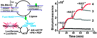 Graphical abstract: A universal sensing platform based on the repair ligation-mediated light-producing DNA machine