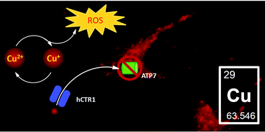 Graphical abstract: The role of copper ions in pathophysiology and fluorescent sensors for the detection thereof