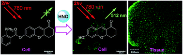 Graphical abstract: A two-photon fluorescent turn-on probe for nitroxyl (HNO) and its bioimaging application in living tissues