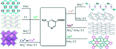 Graphical abstract: Structural diversity of 5-methylnicotinate coordination assemblies regulated by metal-ligating tendency and metal-dependent anion effect