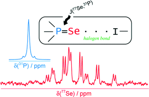 Graphical abstract: Probing halogen bonds with solid-state NMR spectroscopy: observation and interpretation of J(77Se,31P) coupling in halogen-bonded P [[double bond, length as m-dash]] Se⋯I motifs