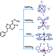 Graphical abstract: Crystal engineering with a purine rare tautomer: structures and luminescence properties