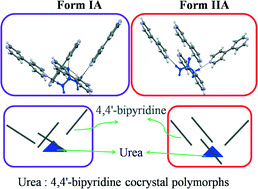 Graphical abstract: Polymorphism in cocrystals of urea:4,4′-bipyridine and salicylic acid:4,4′-bipyridine