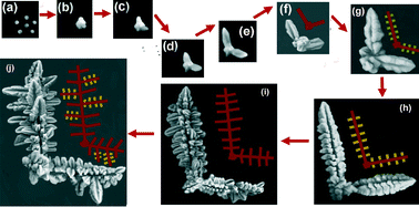 Graphical abstract: Stirring-induced growth of hierarchical Cu structures in the presence of diamine