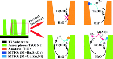 Graphical abstract: Hydrothermal synthesis of perovskite-type MTiO3 (M = Zn, Co, Ni)/TiO2 nanotube arrays from an amorphous TiO2 template