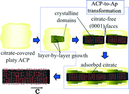 Graphical abstract: The growth mechanism of apatite nanocrystals assisted by citrate: relevance to bone biomineralization