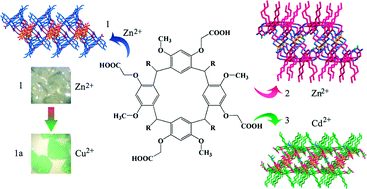 Graphical abstract: An unusual lamellar framework constructed from a tetracarboxylatocalix[4]arene with highly efficient metal-ion exchange