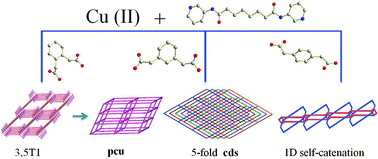 Graphical abstract: Structural directing roles of isomeric phenylenediacetate ligands in the formation of coordination networks based on flexible N,N′-di(3-pyridyl)suberoamide