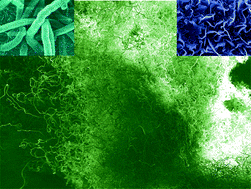 Graphical abstract: An effective route for the synthesis of boron nitride micro-nano structures and the growth mechanism