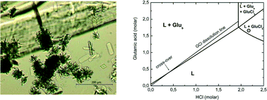 Graphical abstract: On the concomitant crystallization of amino acid crystals upon dissolution of some amino acid salt crystals