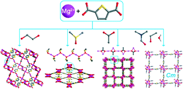 Graphical abstract: Solvent-assisted construction of diverse Mg-TDC coordination polymers