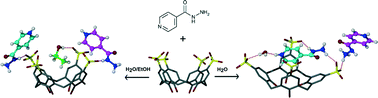 Graphical abstract: Solvent control in the formation of supramolecular host–guest complexes of isoniazid with p-sulfonatocalix[4]arene