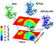 Graphical abstract: NMR mapping of protein conformational landscapes using coordinated behavior of chemical shifts upon ligand binding