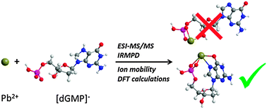 Graphical abstract: Structure of the Pb2+–deprotonated dGMP complex in the gas phase: a combined MS-MS/IRMPD spectroscopy/ion mobility study