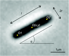 Graphical abstract: Analytical tools for single-molecule fluorescence imaging in cellulo