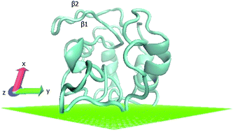 Graphical abstract: Conformational changes of globular proteins upon adsorption on a hydrophobic surface