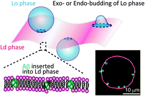 Graphical abstract: Endo- and exocytic budding transformation of slow-diffusing membrane domains induced by Alzheimer's amyloid beta