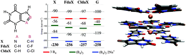 Graphical abstract: Tailoring the properties of quadruplex nucleobases for biological and nanomaterial applications