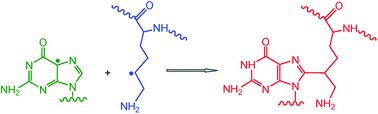 Graphical abstract: Generation of guanine–amino acid cross-links by a free radical combination mechanism