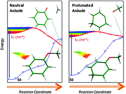 Graphical abstract: Excited state deactivation pathways of neutral/protonated anisole and p-fluoroanisole: a theoretical study