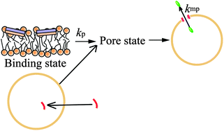 Graphical abstract: The single GUV method for revealing the functions of antimicrobial, pore-forming toxin, and cell-penetrating peptides or proteins