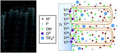 Graphical abstract: Controlled morphology modulation of anodic TiO2 nanotubes via changing the composition of organic electrolytes