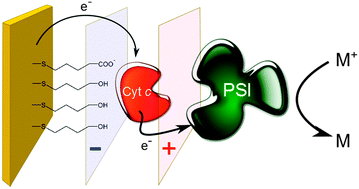 Graphical abstract: Advanced unidirectional photocurrent generation via cytochrome c as reaction partner for directed assembly of photosystem I