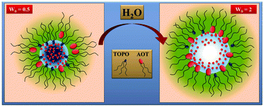 Graphical abstract: How TOPO affects the interface of the novel mixed water/AOT:TOPO/n-heptane reverse micelles: dynamic light scattering and Fourier transform infrared spectroscopy studies