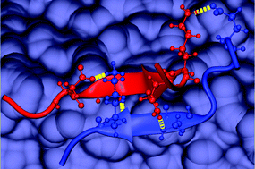 Graphical abstract: Spontaneous dimer states of the Aβ21–30 decapeptide