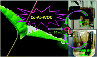 Graphical abstract: An acetate bound cobalt oxide catalyst for water oxidation: role of monovalent anions and cations in lowering overpotential