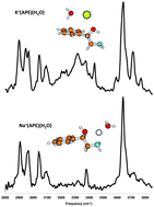 Graphical abstract: High energy conformers of M+(APE)(H2O)0–1Ar0–1 clusters revealed by combined IR-PD and DFT-MD anharmonic vibrational spectroscopy