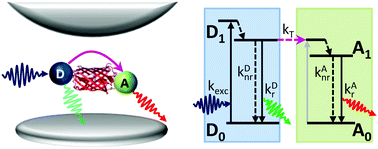 Graphical abstract: Dynamic control of Förster energy transfer in a photonic environment