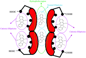 Graphical abstract: Partitioning of prototropic species of an anticancer drug ellipticine in bile salt aggregates of different head groups and hydrophobic skeletons: a photophysical study to probe bile salts as multisite drug carriers