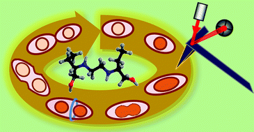 Graphical abstract: AFM resolves effects of ethambutol on nanomechanics and nanostructures of single dividing mycobacteria in real-time