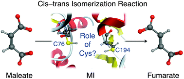 Graphical abstract: Computational investigations on the catalytic mechanism of maleate isomerase: the role of the active site cysteine residues