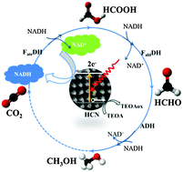 Graphical abstract: The bioinspired construction of an ordered carbon nitride array for photocatalytic mediated enzymatic reduction