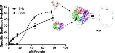 Graphical abstract: Determination of protein binding affinities within hydrogel-based molecularly imprinted polymers (HydroMIPs)