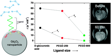 Graphical abstract: Ligand-size dependent water proton relaxivities in ultrasmall gadolinium oxide nanoparticles and in vivo T1 MR images in a 1.5 T MR field