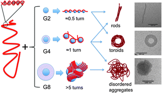Graphical abstract: Complexes formed between DNA and poly(amido amine) dendrimers of different generations – modelling DNA wrapping and penetration