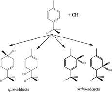 Graphical abstract: Reversible addition of the OH radical to p-cymene in the gas phase: multiple adduct formation. Part 2